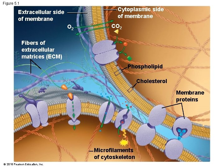 Figure 5. 1 Cytoplasmic side of membrane Extracellular side of membrane O 2 CO