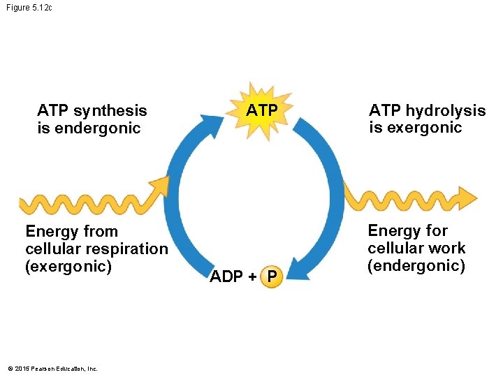 Figure 5. 12 c ATP synthesis is endergonic Energy from cellular respiration (exergonic) ©