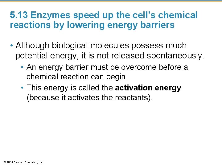 5. 13 Enzymes speed up the cell’s chemical reactions by lowering energy barriers •