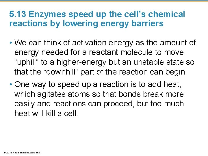 5. 13 Enzymes speed up the cell’s chemical reactions by lowering energy barriers •