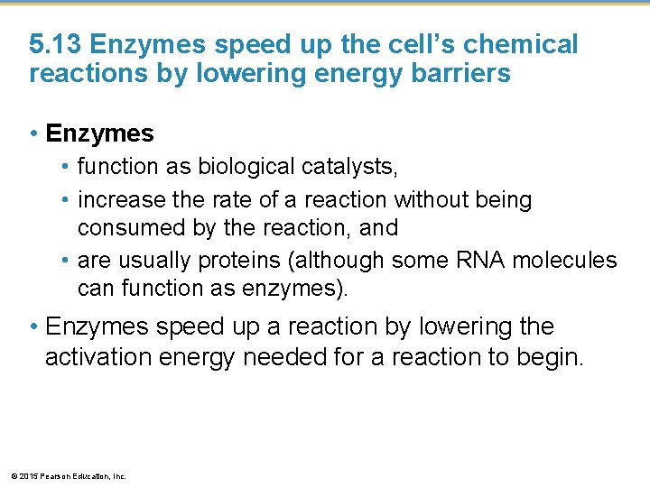 5. 13 Enzymes speed up the cell’s chemical reactions by lowering energy barriers •