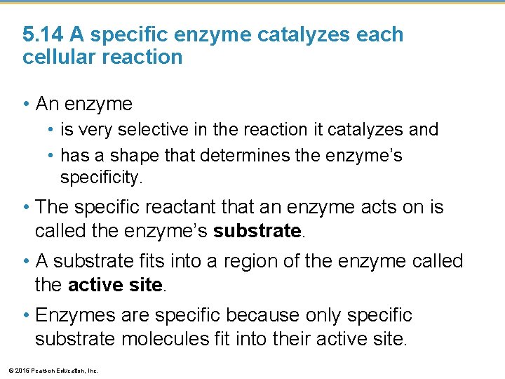 5. 14 A specific enzyme catalyzes each cellular reaction • An enzyme • is