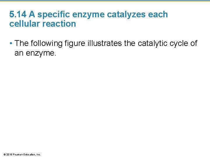 5. 14 A specific enzyme catalyzes each cellular reaction • The following figure illustrates