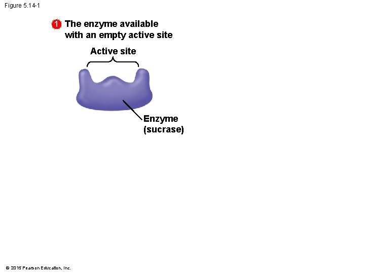 Figure 5. 14 -1 1 The enzyme available with an empty active site Active