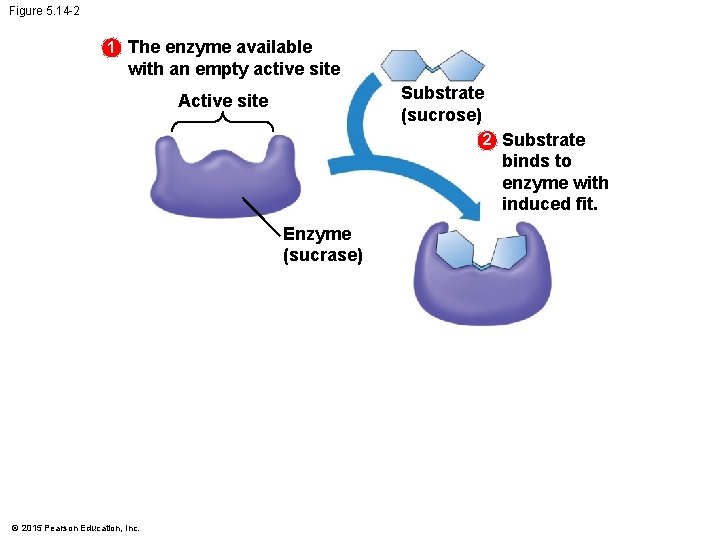 Figure 5. 14 -2 1 The enzyme available with an empty active site Substrate