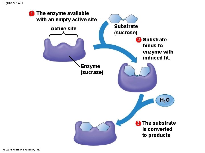 Figure 5. 14 -3 1 The enzyme available with an empty active site Substrate