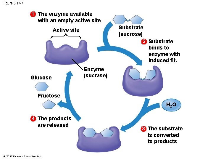 Figure 5. 14 -4 1 The enzyme available with an empty active site Substrate