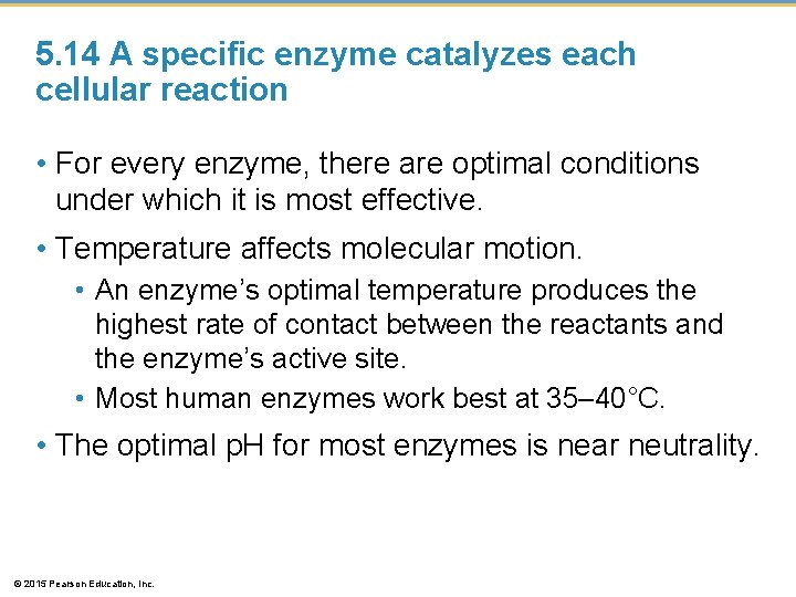 5. 14 A specific enzyme catalyzes each cellular reaction • For every enzyme, there