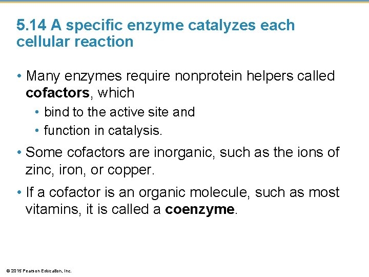 5. 14 A specific enzyme catalyzes each cellular reaction • Many enzymes require nonprotein