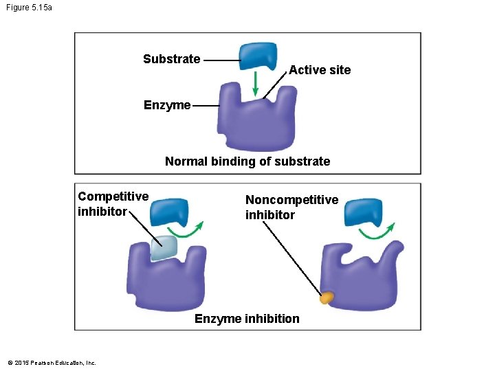 Figure 5. 15 a Substrate Active site Enzyme Normal binding of substrate Competitive inhibitor