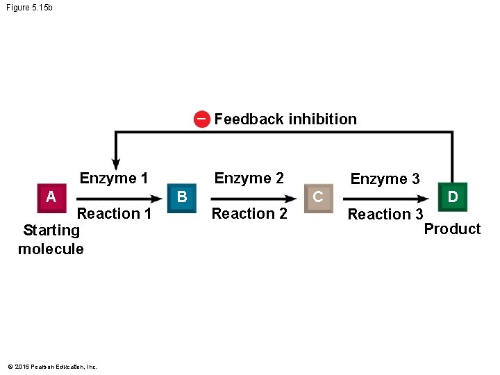 Figure 5. 15 b – Feedback inhibition Enzyme 2 Enzyme 1 A Reaction 1