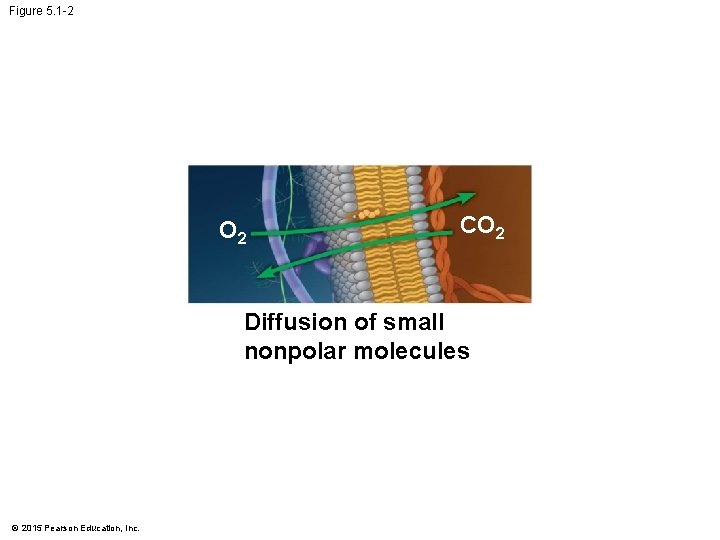 Figure 5. 1 -2 O 2 CO 2 Diffusion of small nonpolar molecules ©