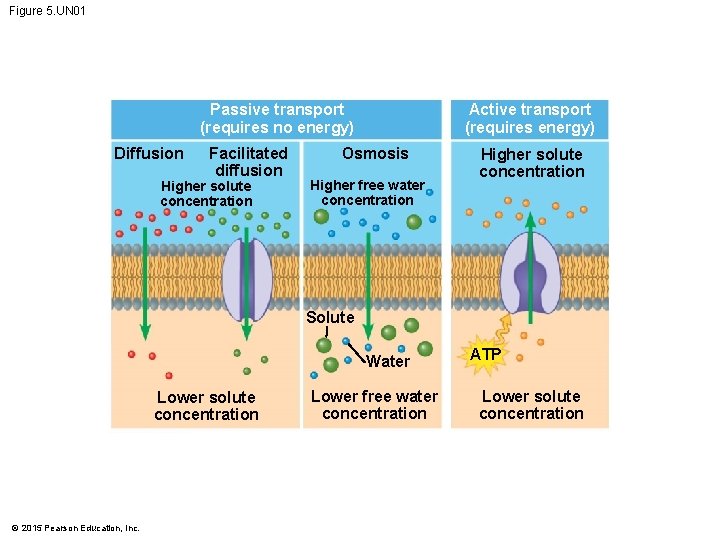 Figure 5. UN 01 Passive transport (requires no energy) Diffusion Facilitated diffusion Higher solute