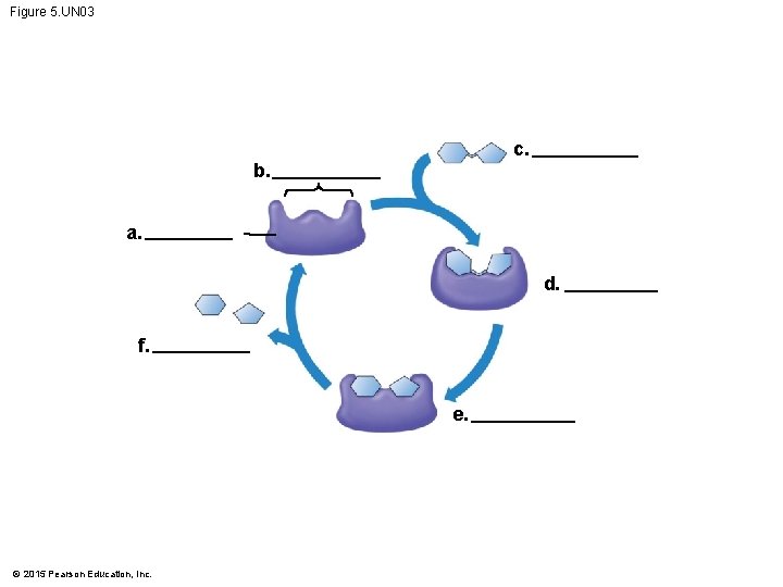 Figure 5. UN 03 c. b. a. d. f. e. © 2015 Pearson Education,