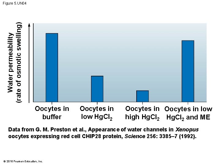 Water permeability (rate of osmotic swelling) Figure 5. UN 04 Oocytes in buffer Oocytes