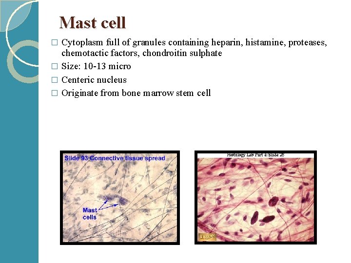 Mast cell Cytoplasm full of granules containing heparin, histamine, proteases, chemotactic factors, chondroitin sulphate