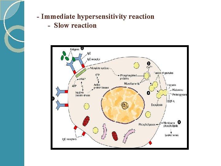 - Immediate hypersensitivity reaction - Slow reaction 