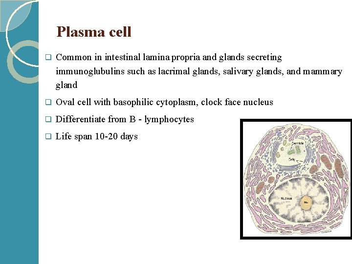Plasma cell q Common in intestinal lamina propria and glands secreting immunoglubulins such as