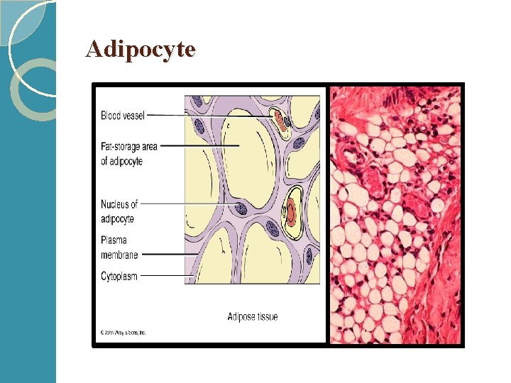 Adipocyte 