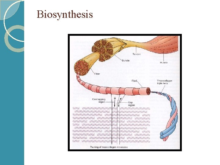 Biosynthesis 