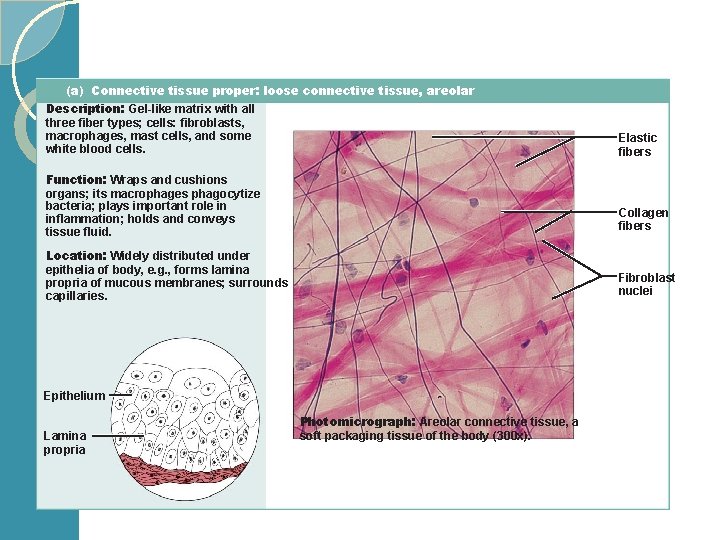 (a) Connective tissue proper: loose connective tissue, areolar Description: Gel-like matrix with all three