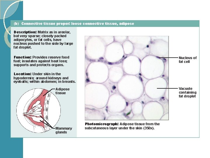 (b) Connective tissue proper: loose connective tissue, adipose Description: Matrix as in areolar, but
