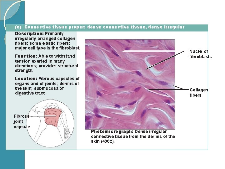 (e) Connective tissue proper: dense connective tissue, dense irregular Description: Primarily irregularly arranged collagen