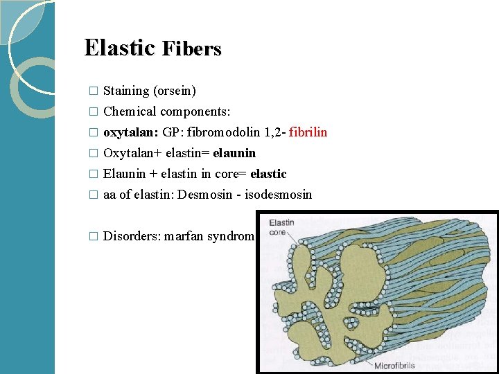 Elastic Fibers Staining (orsein) � Chemical components: � oxytalan: GP: fibromodolin 1, 2 -