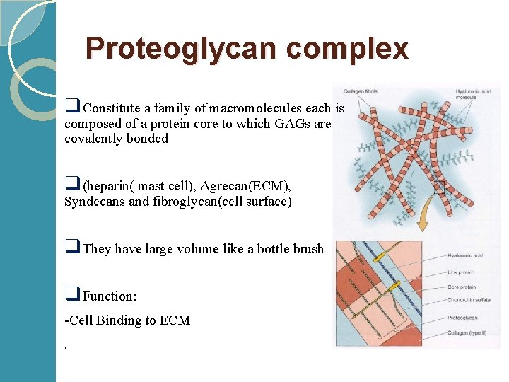 Proteoglycan complex q. Constitute a family of macromolecules each is composed of a protein