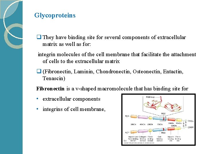 Glycoproteins q They have binding site for several components of extracellular matrix as well