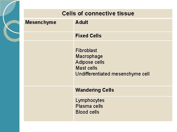 Cells of connective tissue The cells Mesenchyme Adult Fixed Cells Fibroblast Macrophage Adipose cells