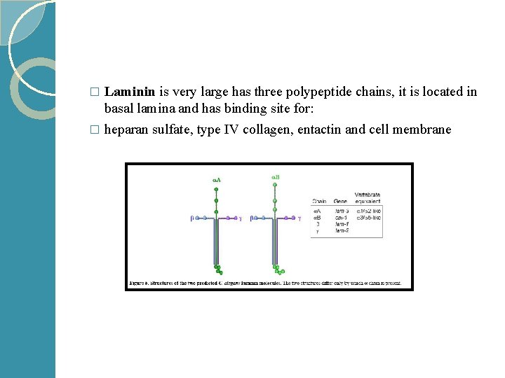 Laminin is very large has three polypeptide chains, it is located in basal lamina