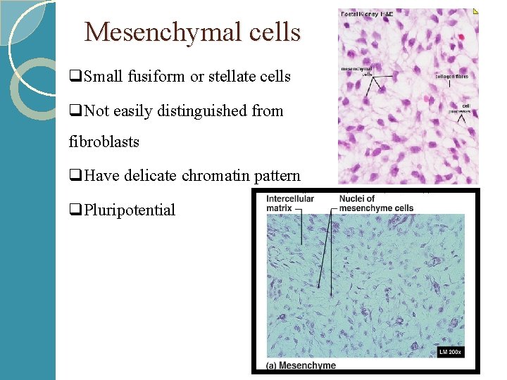 Mesenchymal cells q. Small fusiform or stellate cells q. Not easily distinguished from fibroblasts