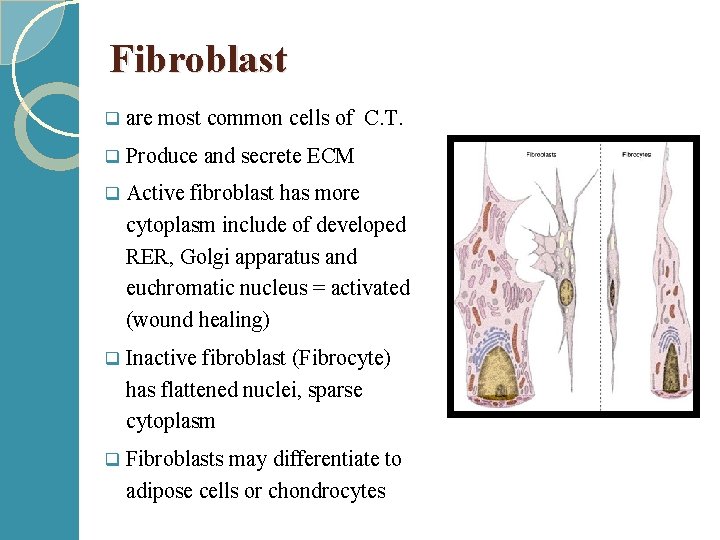 Fibroblast q are most common cells of C. T. q Produce and secrete ECM