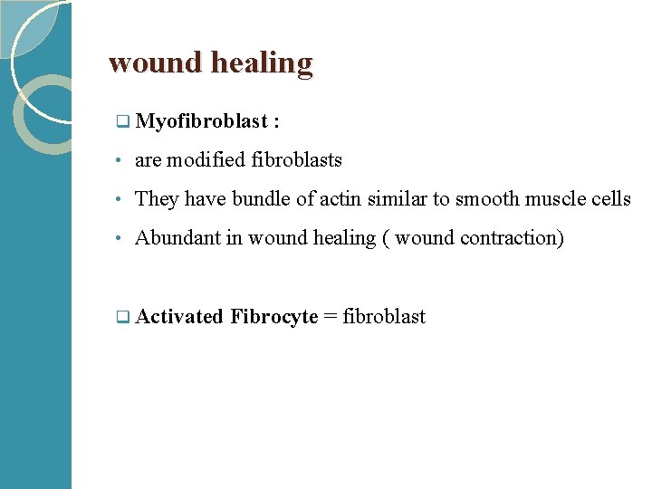 wound healing q Myofibroblast : • are modified fibroblasts • They have bundle of
