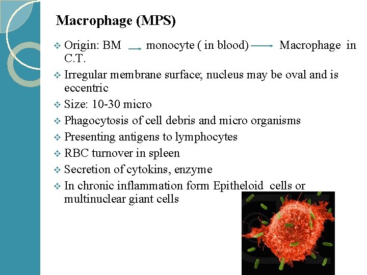 Macrophage (MPS) Origin: BM monocyte ( in blood) Macrophage in C. T. v Irregular