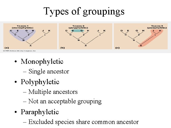 Types of groupings • Monophyletic – Single ancestor • Polyphyletic – Multiple ancestors –