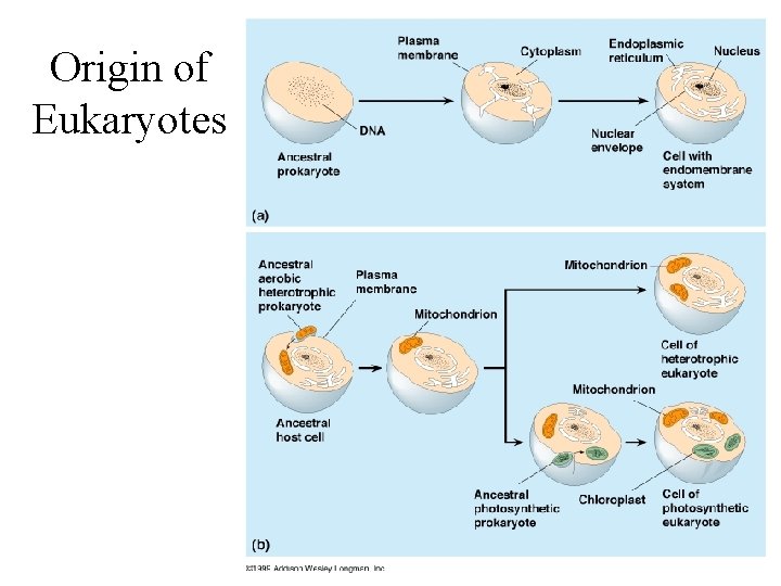 Origin of Eukaryotes 