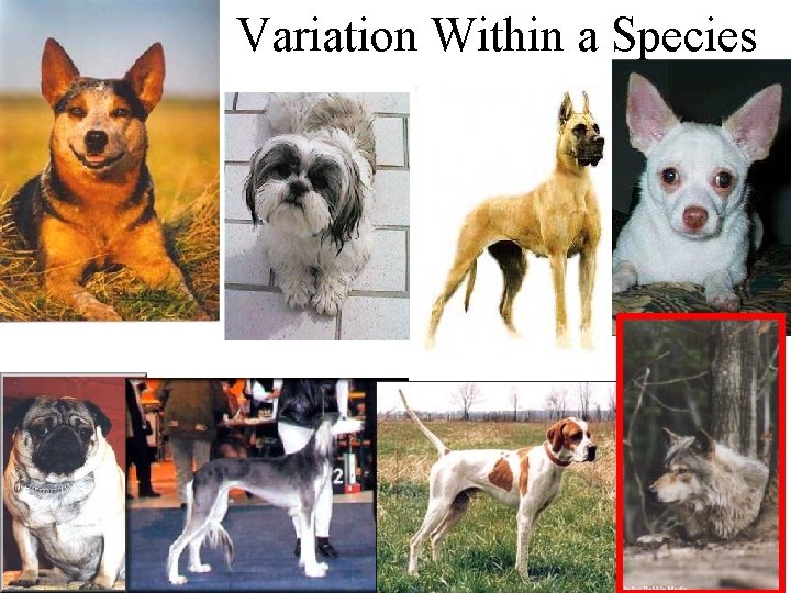 Variation Within a Species 