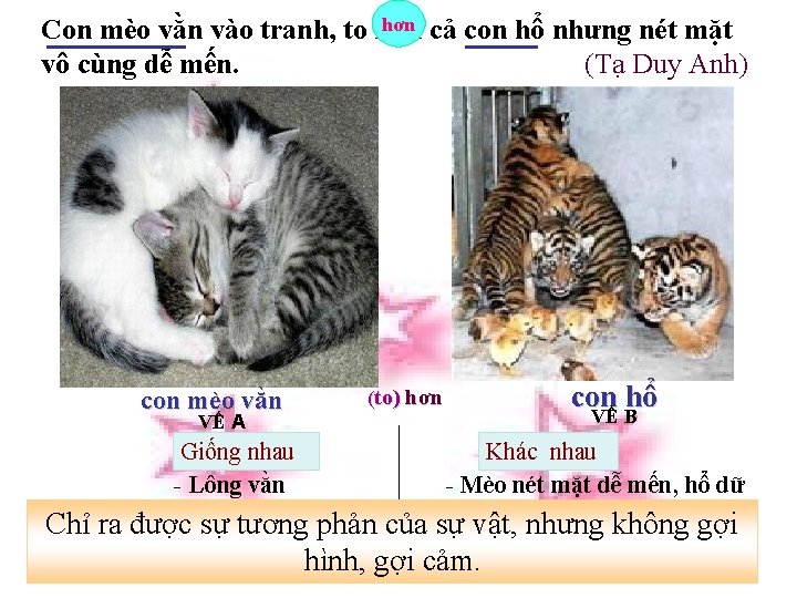 hơn cả con hổ nhưng nét mặt Con mèo vằn vào tranh, to hơn