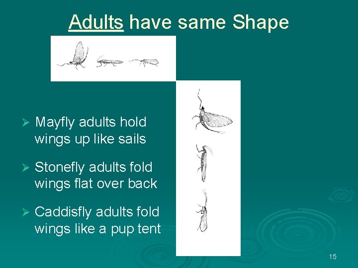 Adults have same Shape Ø Mayfly adults hold wings up like sails Ø Stonefly