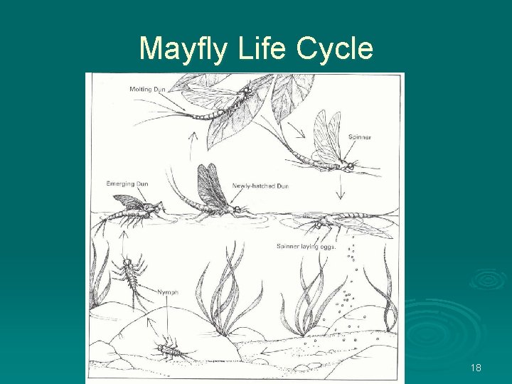 Mayfly Life Cycle 18 