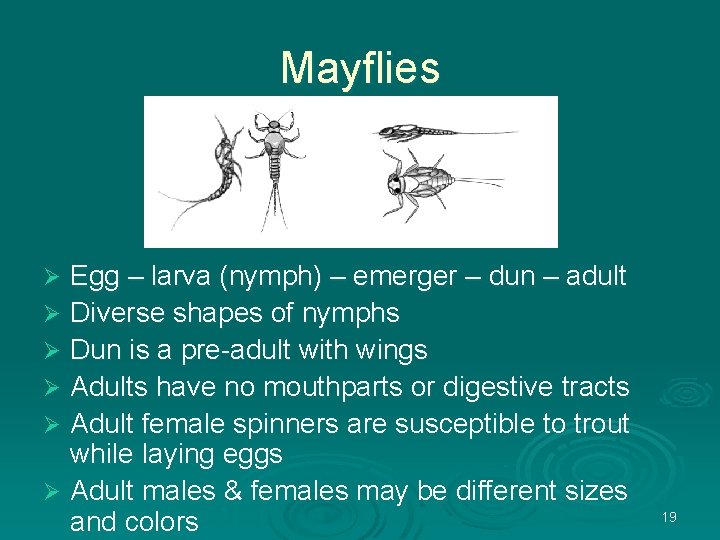 Mayflies Egg – larva (nymph) – emerger – dun – adult Ø Diverse shapes