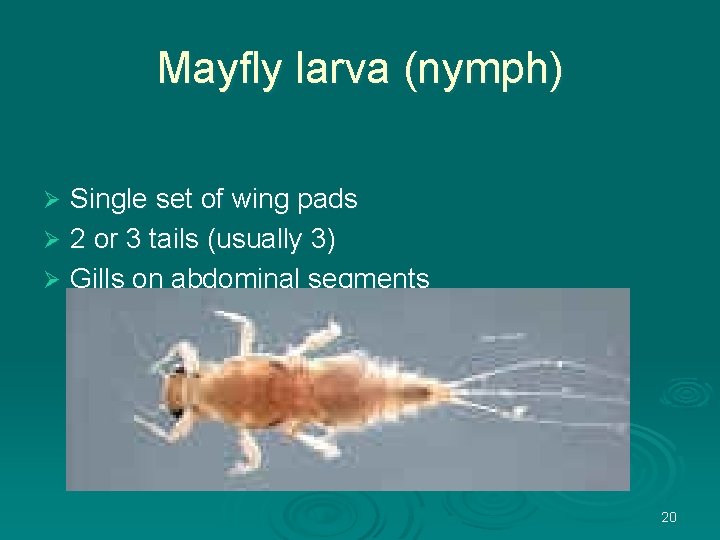 Mayfly larva (nymph) Single set of wing pads Ø 2 or 3 tails (usually