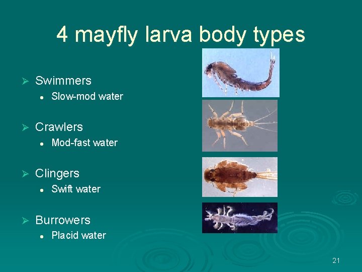 4 mayfly larva body types Ø Swimmers l Ø Crawlers l Ø Mod-fast water