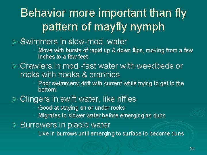 Behavior more important than fly pattern of mayfly nymph Ø Swimmers in slow-mod. water