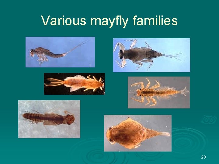 Various mayfly families 23 