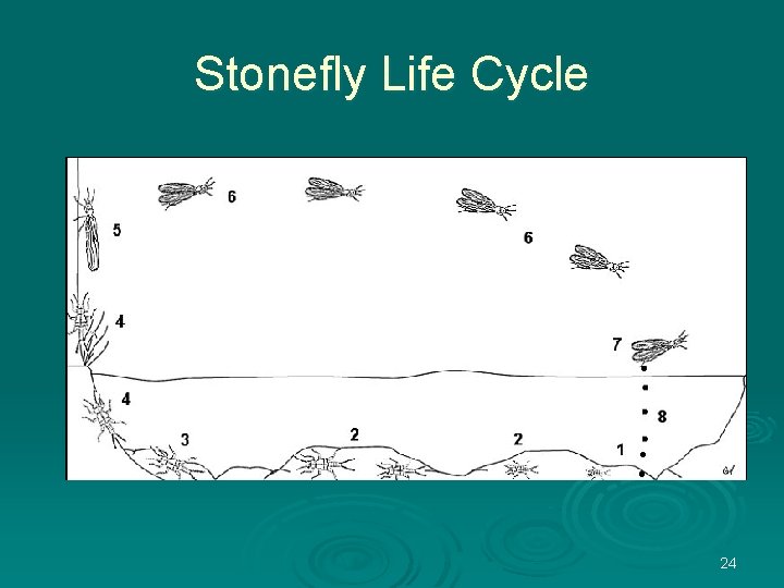 Stonefly Life Cycle 24 