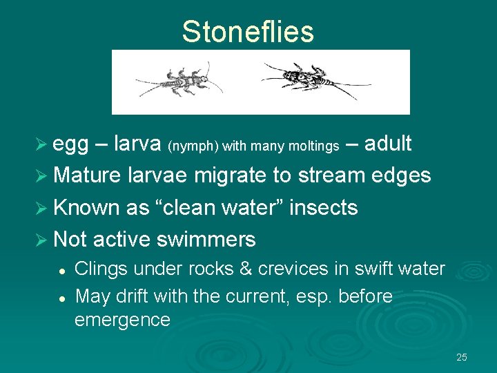 Stoneflies Ø egg – larva (nymph) with many moltings – adult Ø Mature larvae