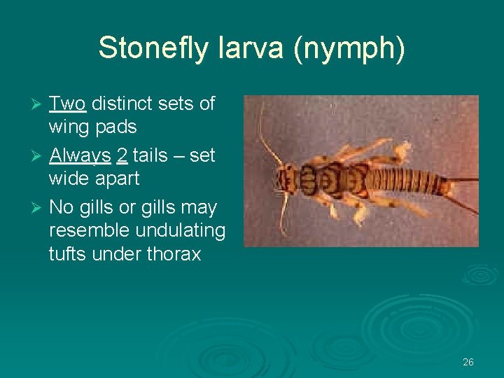 Stonefly larva (nymph) Two distinct sets of wing pads Ø Always 2 tails –